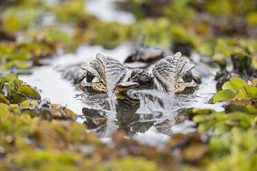 Südamerika, Brasilia, Mato Grosso do Sul, Pantanal, Yacare-Kaiman, Caiman yacare - FOF006431