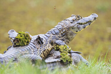 Südamerika, Brasilia, Mato Grosso do Sul, Pantanal, Yacare-Kaimane, Caiman yacare - FOF006433