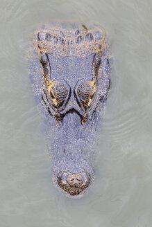 Südamerika, Brasilia, Mato Grosso do Sul, Pantanal, Yacare-Kaiman, Caiman yacare - FOF006435