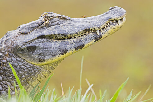 Südamerika, Brasilia, Mato Grosso do Sul, Pantanal, Yacare-Kaiman, Caiman yacare - FO006440