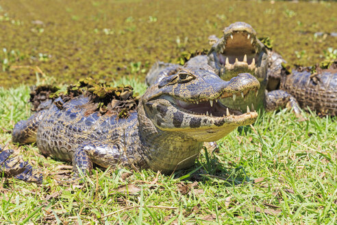 Südamerika, Brasilia, Mato Grosso do Sul, Pantanal, Yacare-Kaimane, Caiman yacare - FO006442