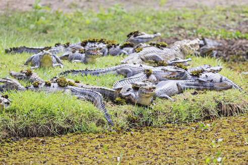 Südamerika, Brasilia, Mato Grosso do Sul, Pantanal, Yacare-Kaimane, Caiman yacare - FOF006444