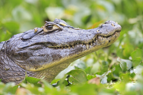 Südamerika, Brasilia, Mato Grosso do Sul, Pantanal, Yacare-Kaiman, Caiman yacare - FO006401