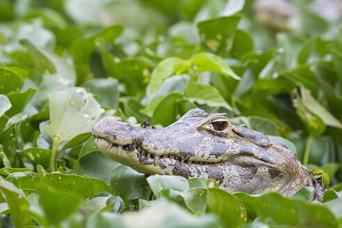 Südamerika, Brasilia, Mato Grosso do Sul, Pantanal, Yacare-Kaiman, Caiman yacare - FOF006402