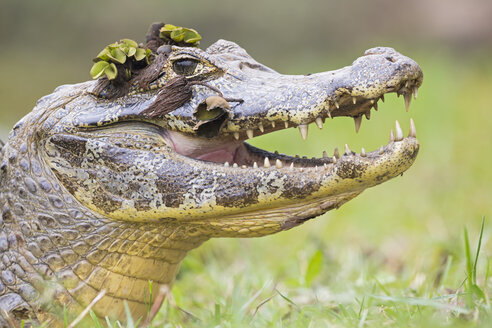 Südamerika, Brasilia, Mato Grosso do Sul, Pantanal, Yacare-Kaiman, Caiman yacare - FOF006403