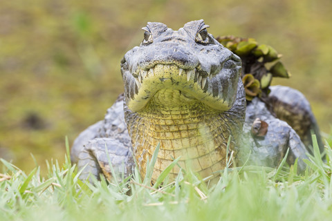 Südamerika, Brasilia, Mato Grosso do Sul, Pantanal, Yacare-Kaiman, Caiman yacare, lizenzfreies Stockfoto