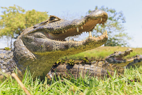 Südamerika, Brasilia, Mato Grosso do Sul, Pantanal, Yacare-Kaiman, Caiman yacare - FOF006408