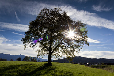 Germany, Upper Bavaria, tree against the sun near Sindelsdorf - CSF021197