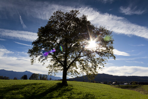 Deutschland, Oberbayern, Baum gegen die Sonne bei Sindelsdorf - CSF021197
