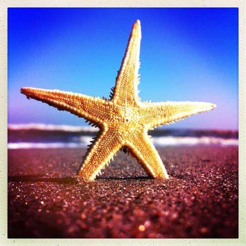 Starfish at the Beach, Norderney, Lower Saxony, Germany stock photo