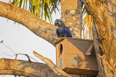 Brazil, Mato Grosso, Mato Grosso do Sul, Pantanal, hyazinth macaw, Anodorhynchus hyacinthinus - FO006411