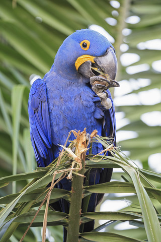 Brasilien, Mato Grosso, Mato Grosso do Sul, Pantanal, Hyazinth-Ara, Anodorhynchus hyacinthinus, lizenzfreies Stockfoto