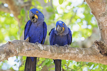 Brazil, Mato Grosso, Mato Grosso do Sul, Pantanal, hyazinth macaws ,Anodorhynchus hyacinthinus, sitting on branch - FOF006415