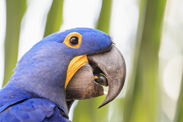 Brazil, Mato Grosso, Mato Grosso do Sul, Pantanal, hyazinth macaw, Anodorhynchus hyacinthinus - FOF006417