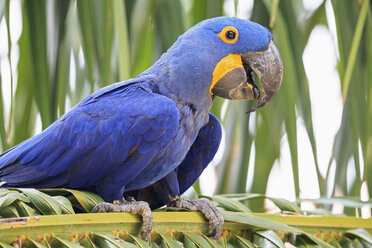 Brazil, Mato Grosso, Mato Grosso do Sul, Pantanal, hyazinth macaw, Anodorhynchus hyacinthinus - FO006418