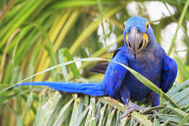 Brazil, Mato Grosso, Mato Grosso do Sul, Pantanal, hyazinth macaw, Anodorhynchus hyacinthinus - FOF006421