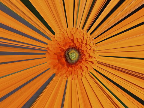 Gerbera (Gerbera-Hybriden), Konstanz, Baden Württemberg, Deutschland, lizenzfreies Stockfoto