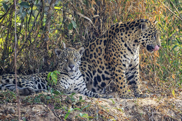 Südamerika, Brasilia, Pantanal, Jaguare, Panthera onca, weiblich und männlich - FOF006383