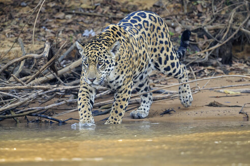 Südamerika, Brasilia, Mato Grosso do Sul, Pantanal, Cuiaba Fluss, Jaguar, Panthera onca - FOF006384