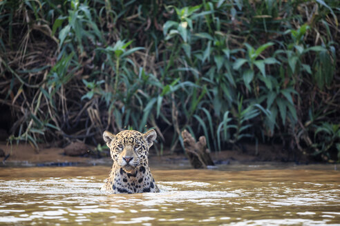 Südamerika, Brasilia, Mato Grosso do Sul, Pantanal, Cuiaba Fluss, Jaguar, Panthera onca, im Wasser - FOF006356