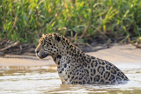 Südamerika, Brasilia, Mato Grosso do Sul, Pantanal, Cuiaba Fluss, Jaguar, Panthera onca, im Wasser - FO006357