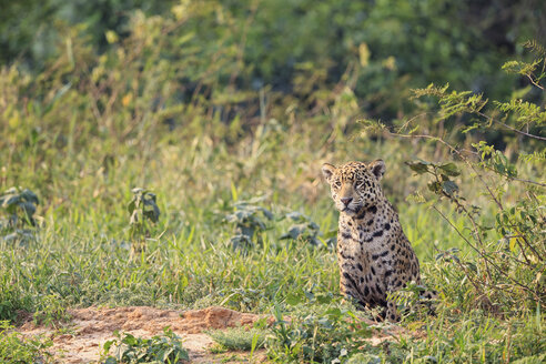 Südamerika, Brasilia, Mato Grosso do Sul, Pantanal, Jaguar, Panthera onca - FOF006358