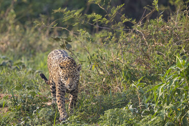 Südamerika, Brasilia, Mato Grosso do Sul, Pantanal, Jaguar, Panthera onca - FO006359