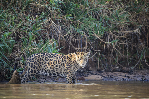 Südamerika, Brasilia, Mato Grosso do Sul, Pantanal, Cuiaba Fluss, Jaguar, Panthera onca - FO006360