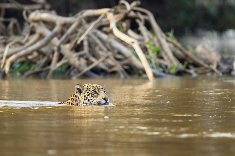 Südamerika, Brasilia, Mato Grosso do Sul, Pantanal, Cuiaba Fluss, Jaguar, Panthera onca, Schwimmen, lizenzfreies Stockfoto