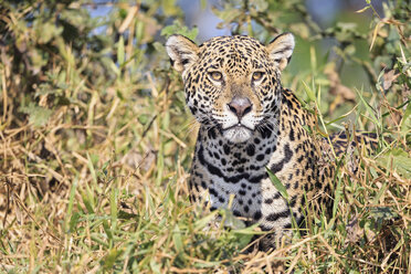 Südamerika, Brasilia, Mato Grosso do Sul, Pantanal, Jaguar, Panthera onca - FOF006364