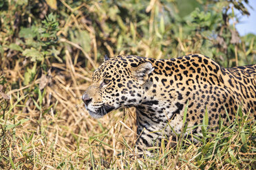 Südamerika, Brasilia, Mato Grosso do Sul, Pantanal, Jaguar, Panthera onca - FO006365