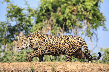 Südamerika, Brasilia, Mato Grosso do Sul, Pantanal, Cuiaba Fluss, Jaguar, Panthera onca - FO006366