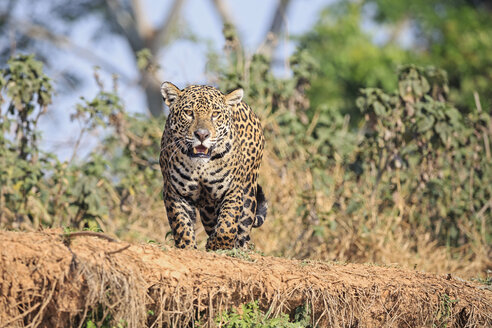 Südamerika, Brasilia, Mato Grosso do Sul, Pantanal, Jaguar, Panthera onca - FO006368