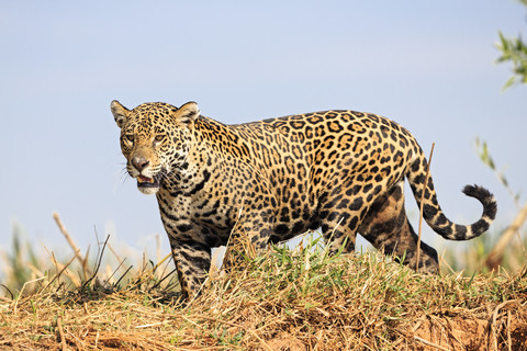Südamerika, Brasilia, Mato Grosso do Sul, Pantanal, Jaguar, Panthera onca, lizenzfreies Stockfoto