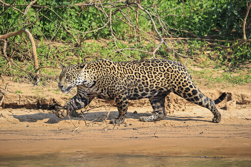 Südamerika, Brasilia, Mato Grosso do Sul, Pantanal, Cuiaba Fluss, Jaguar, Panthera onca, am Flussufer - FO006372