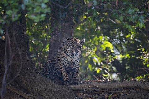 Südamerika, Brasilia, Mato Grosso do Sul, Pantanal, Jaguar, Panthera onca, lizenzfreies Stockfoto