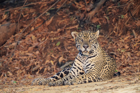 Südamerika, Brasilia, Mato Grosso do Sul, Pantanal, Jaguar, Panthera onca - FOF006378