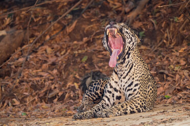 South America, Brasilia, Mato Grosso do Sul, Pantanal, Jaguar, Panthera onca, yawning - FOF006379