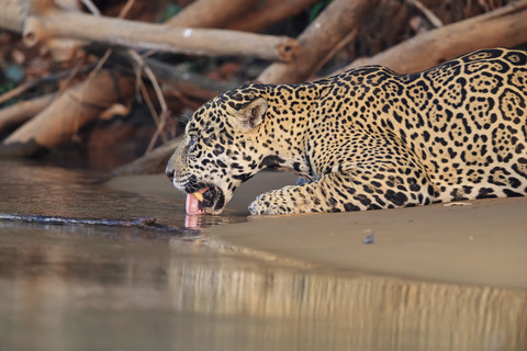 South America, Brasilia, Mato Grosso do Sul, Pantanal, Cuiaba River, Jaguar, Panthera onca, drinking stock photo