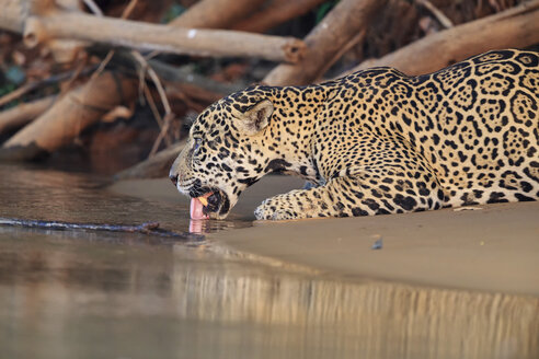 Südamerika, Brasilia, Mato Grosso do Sul, Pantanal, Cuiaba Fluss, Jaguar, Panthera onca, Trinken - FOF006380