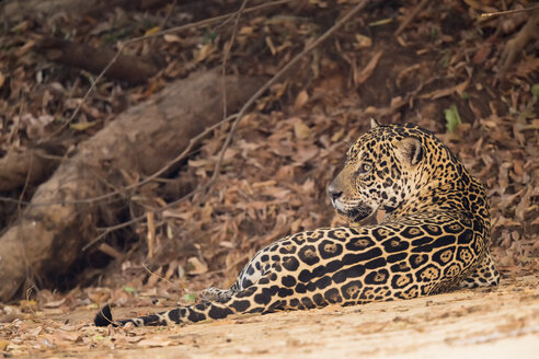 Südamerika, Brasilia, Mato Grosso do Sul, Pantanal, Jaguar, Panthera onca - FOF006381