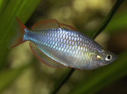 Zwerg-Regenbogenfisch, Melanotaenia praecox, Süßwasseraquarium - SIEF005240