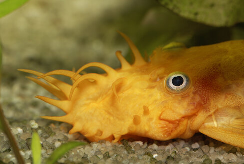 Gelber Wels, Ancistrus sp., Süßwasseraquarium - SIEF005242