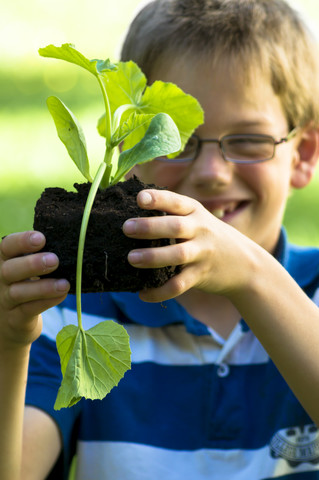 Junge hält Zucchini-Setzling, lizenzfreies Stockfoto