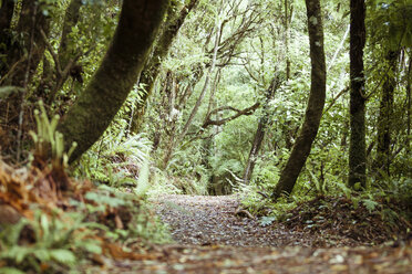 New Zealand, Pukaha Mount Bruce National Wildlife Centre, rain forest - WV000580