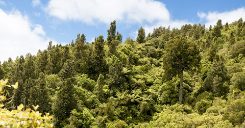 Neuseeland, Pukaha Mount Bruce National Wildlife Centre, Regenwald, lizenzfreies Stockfoto