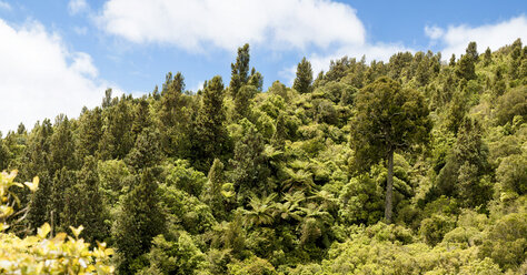 Neuseeland, Pukaha Mount Bruce National Wildlife Centre, Regenwald - WV000588