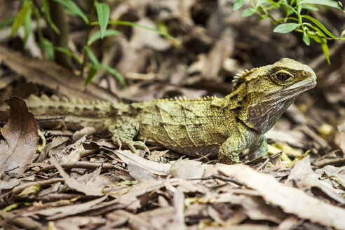 Neuseeland, Pukaha Mount Bruce National Wildlife Centre, Tuatara - WV000577