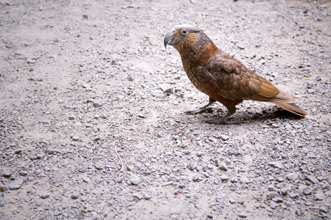 Neuseeland, Pukaha Mount Bruce National Wildlife Centre, Kaka (Nestor meridionalis), lizenzfreies Stockfoto