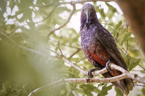 Neuseeland, Pukaha Mount Bruce National Wildlife Centre, Kaka (Nestor meridionalis), lizenzfreies Stockfoto